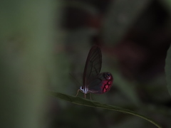 Cithaerias cliftoni