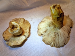 Russula ochroleucoides