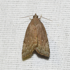 Cutina albopunctella