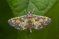 Eurrhyparodes tricoloralis