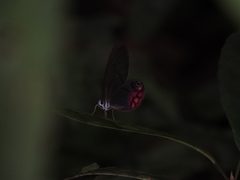 Cithaerias cliftoni