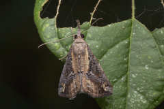 Hypena abjectalis