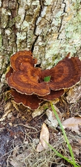 Inocutis ludoviciana