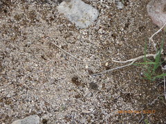 Anaxyrus californicus