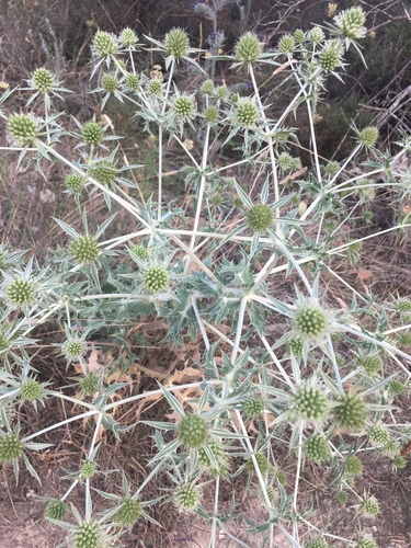 Field Eryngo
