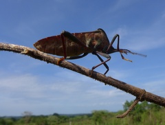 Anoplocnemis