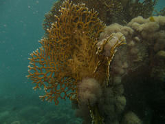 Millepora dichotoma