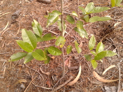 Prunus buxifolia