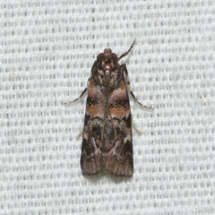 Dioryctria pygmaeella