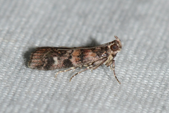 Dioryctria pygmaeella