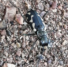 Cicindela hydrophoba
