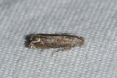 Epiblema minutana