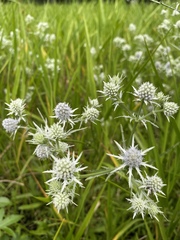 Eryngium aquaticum