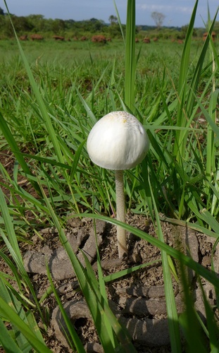 Panaeolus antillarum