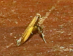 Caloptilia azaleella