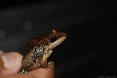 Leptodactylus fragilis