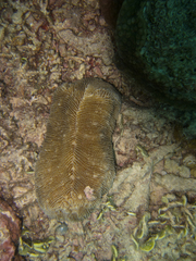 Ctenactis