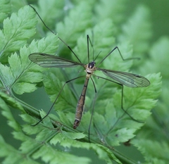 Cylindrotoma distinctissima