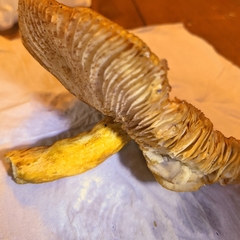 Russula ochroleucoides