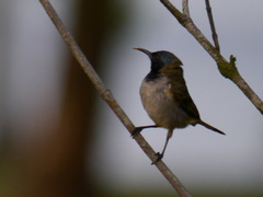 Anabathmis reichenbachii