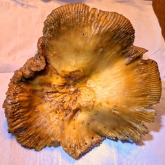 Russula ochroleucoides