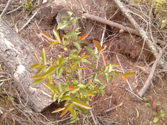 Prunus buxifolia