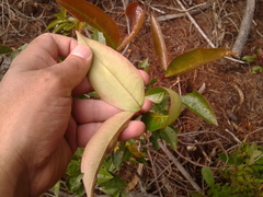 Prunus buxifolia