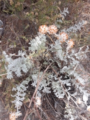 Anthyllis tejedensis