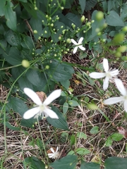 Clematis terniflora