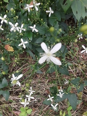Clematis terniflora