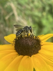 Andrena aliciae