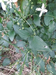 Clematis terniflora