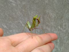 Hierodula patellifera