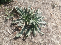 Echium vulgare