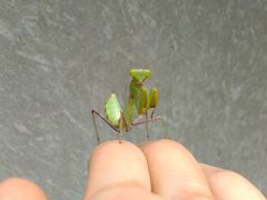 Hierodula patellifera