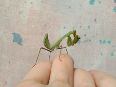 Hierodula patellifera