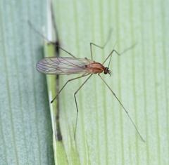 Dixella