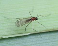 Dixella