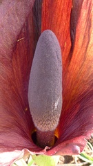 Amorphophallus abyssinicus image