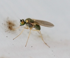 Chrysotimus molliculus