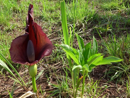 Amorphophallus abyssinicus