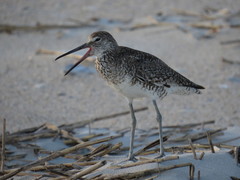 Tringa semipalmata semipalmata