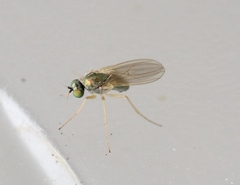 Chrysotimus molliculus
