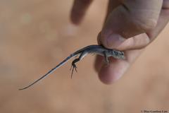 Sceloporus chrysostictus