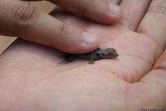 Sceloporus chrysostictus