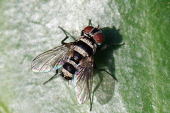 Trigonospila transvittata