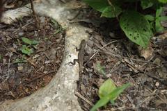 Sceloporus chrysostictus