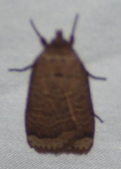Abagrotis