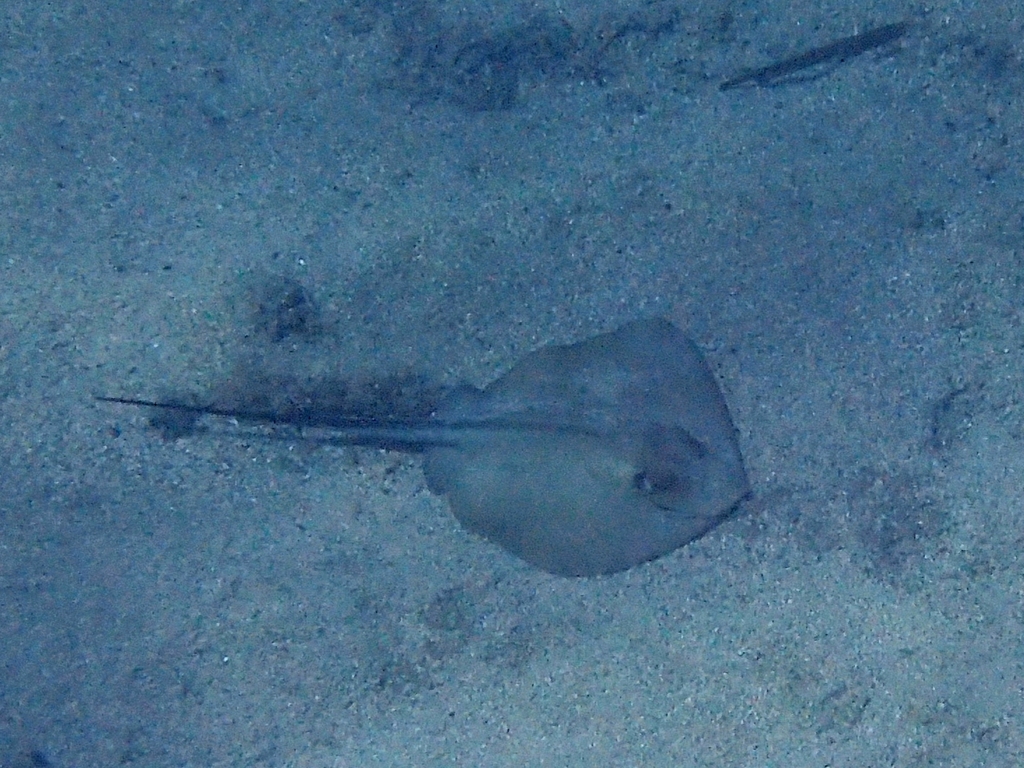 Common Stingray
