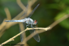 Brachydiplax sobrina